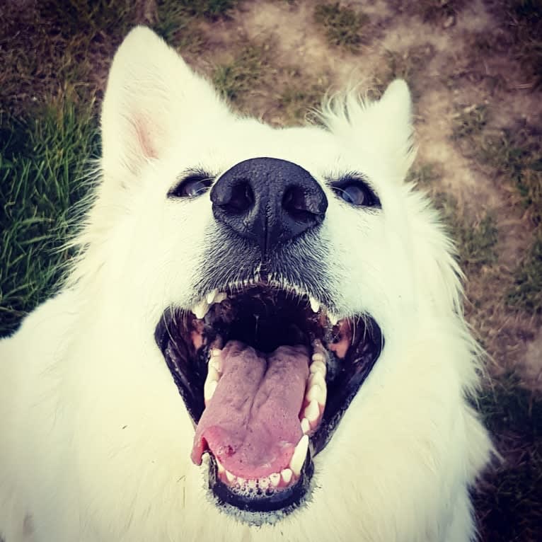 Tinkabell, a White Shepherd tested with EmbarkVet.com