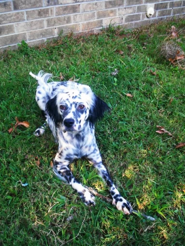 Speckles, a Llewellin Setter tested with EmbarkVet.com