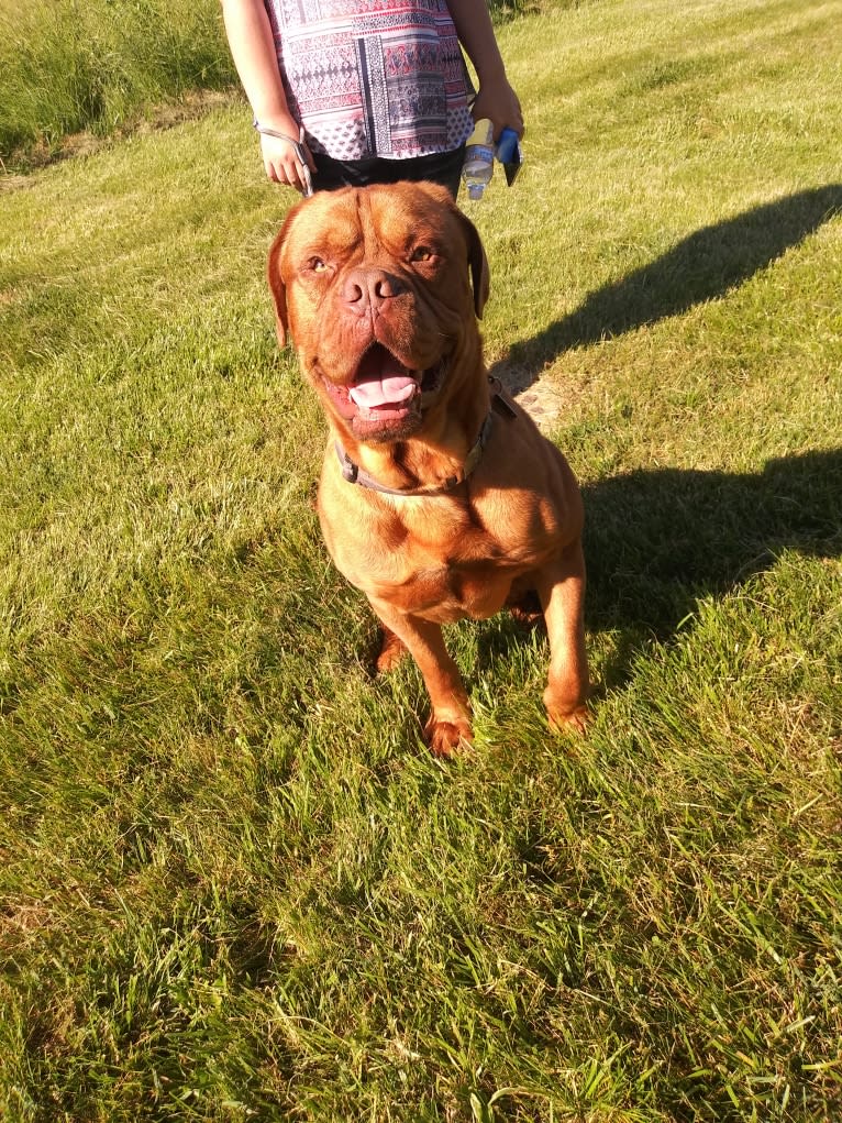 Brutis II, a Dogue de Bordeaux tested with EmbarkVet.com