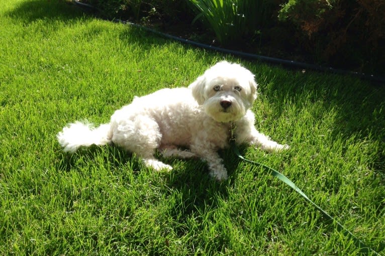 Simon Mose Bright, a Lhasa Apso and Bichon Frise mix tested with EmbarkVet.com