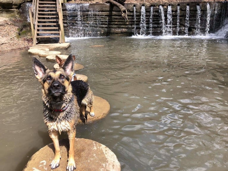 Ava Lynch, a German Shepherd Dog tested with EmbarkVet.com