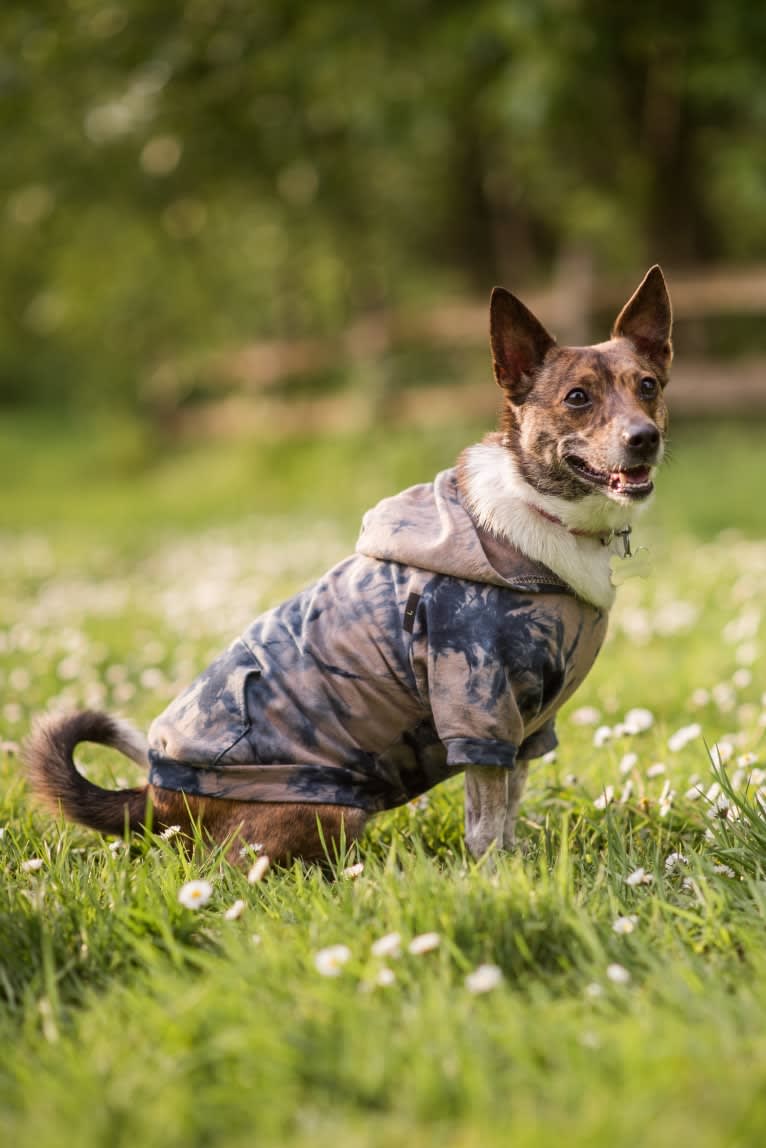 Mudge, a Chihuahua and Australian Cattle Dog mix tested with EmbarkVet.com