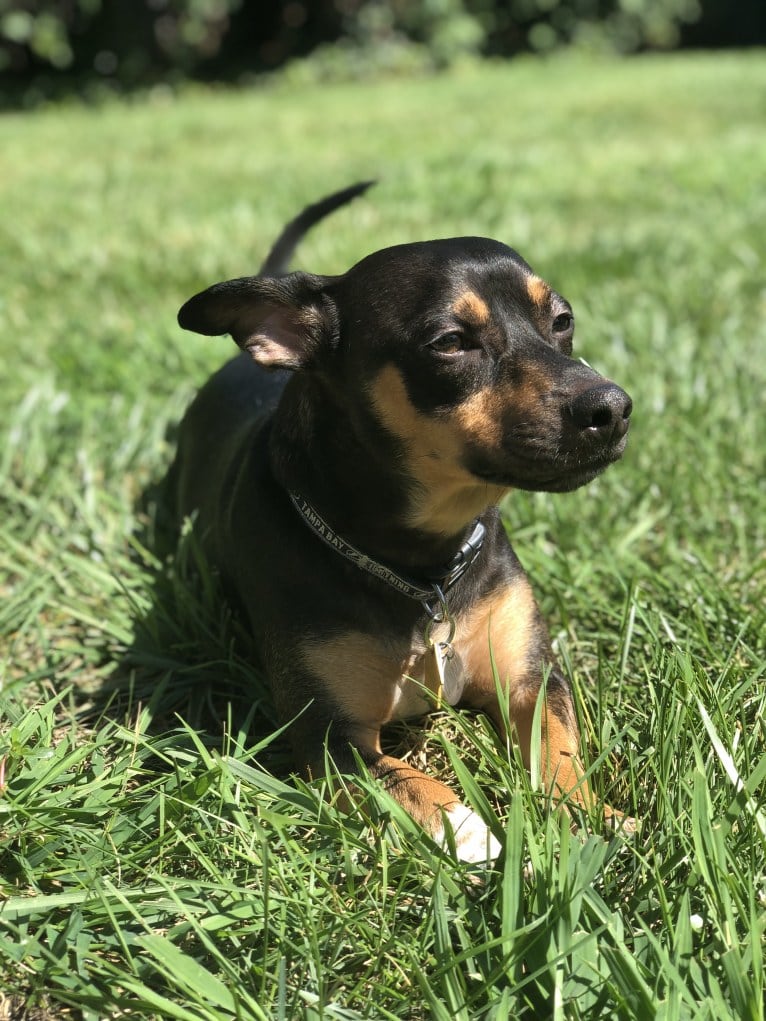 Cannon, a Chihuahua and American Pit Bull Terrier mix tested with EmbarkVet.com