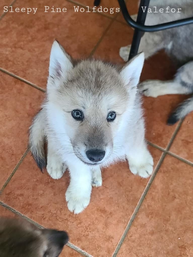 Valefor a dog tested with EmbarkVet.com