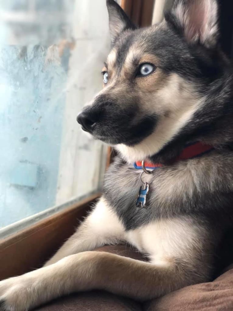 Nova May, a Pomsky tested with EmbarkVet.com