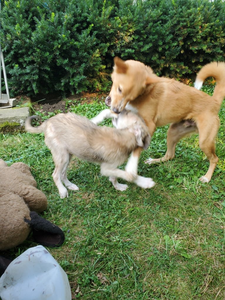 Antosha, an Arabian Village Dog tested with EmbarkVet.com