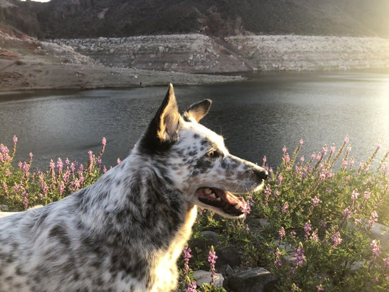 Dux, an Australian Cattle Dog and Border Collie mix tested with EmbarkVet.com