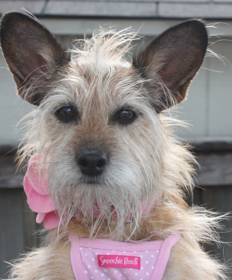 Clarice, a Chihuahua and Rat Terrier mix tested with EmbarkVet.com