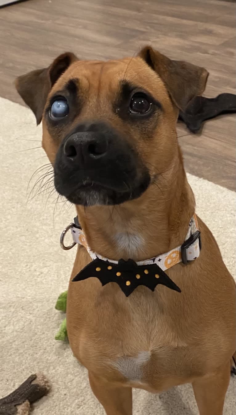 Winston, a Boxer and Pomeranian mix tested with EmbarkVet.com