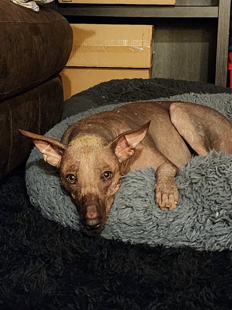 Neeko, a Xoloitzcuintli (8.7% unresolved) tested with EmbarkVet.com