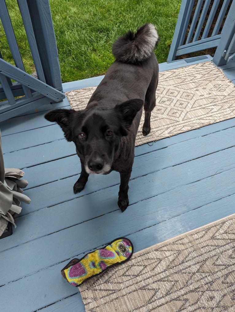 Freya, a Norwegian Elkhound and Golden Retriever mix tested with EmbarkVet.com