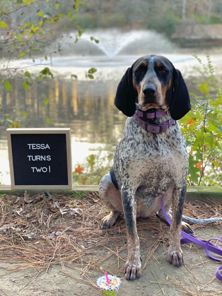 Tessa, a Bluetick Coonhound tested with EmbarkVet.com