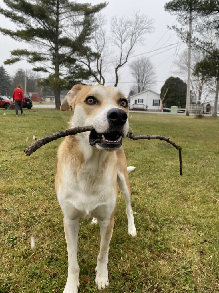 Frank, an American Pit Bull Terrier and Great Pyrenees mix tested with EmbarkVet.com