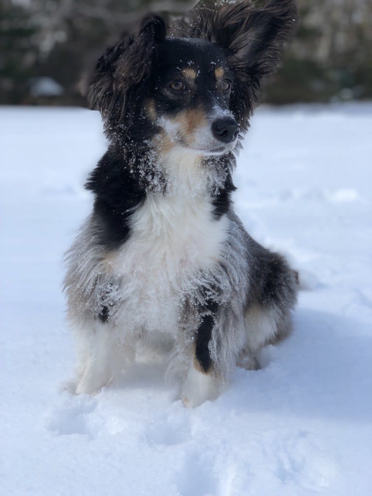 Sophie, a Poodle (Small) and Russell-type Terrier mix tested with EmbarkVet.com