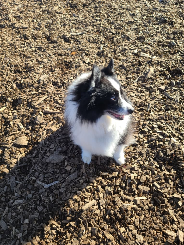 Rocko, an American Eskimo Dog and Shetland Sheepdog mix tested with EmbarkVet.com