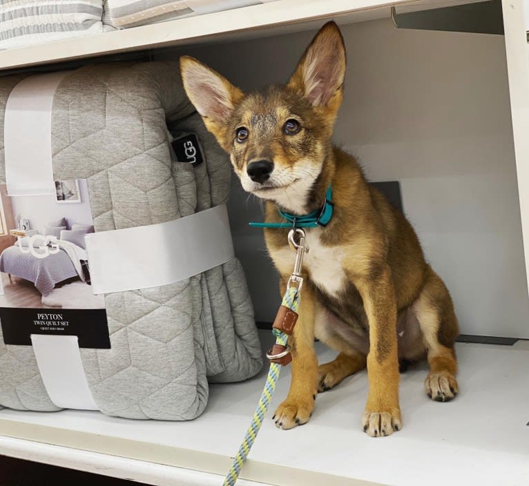 Cilantro, a Border Collie and Coyote mix tested with EmbarkVet.com