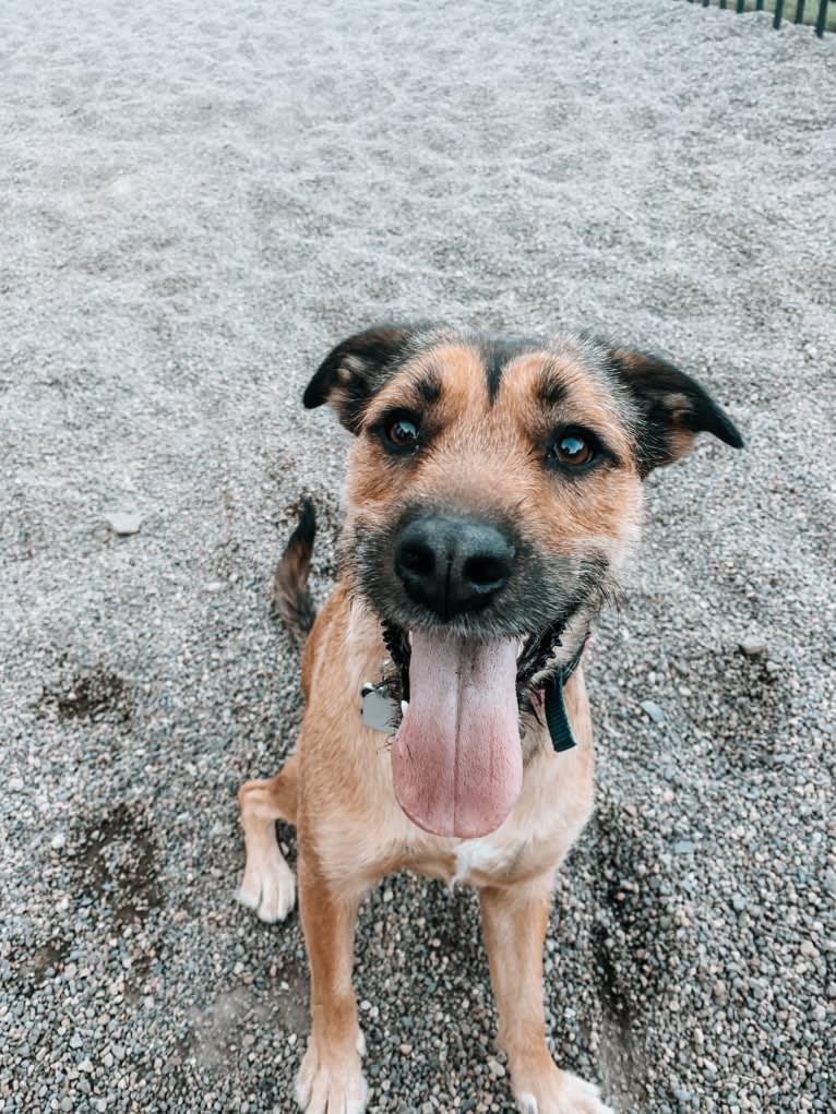 Teddy, an American Pit Bull Terrier and Labrador Retriever mix tested with EmbarkVet.com