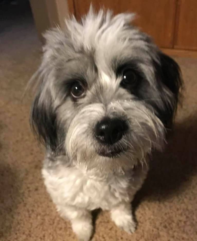 Winham’s “DollyBelle” of Rocky Mountain Cotons, a Coton de Tulear tested with EmbarkVet.com