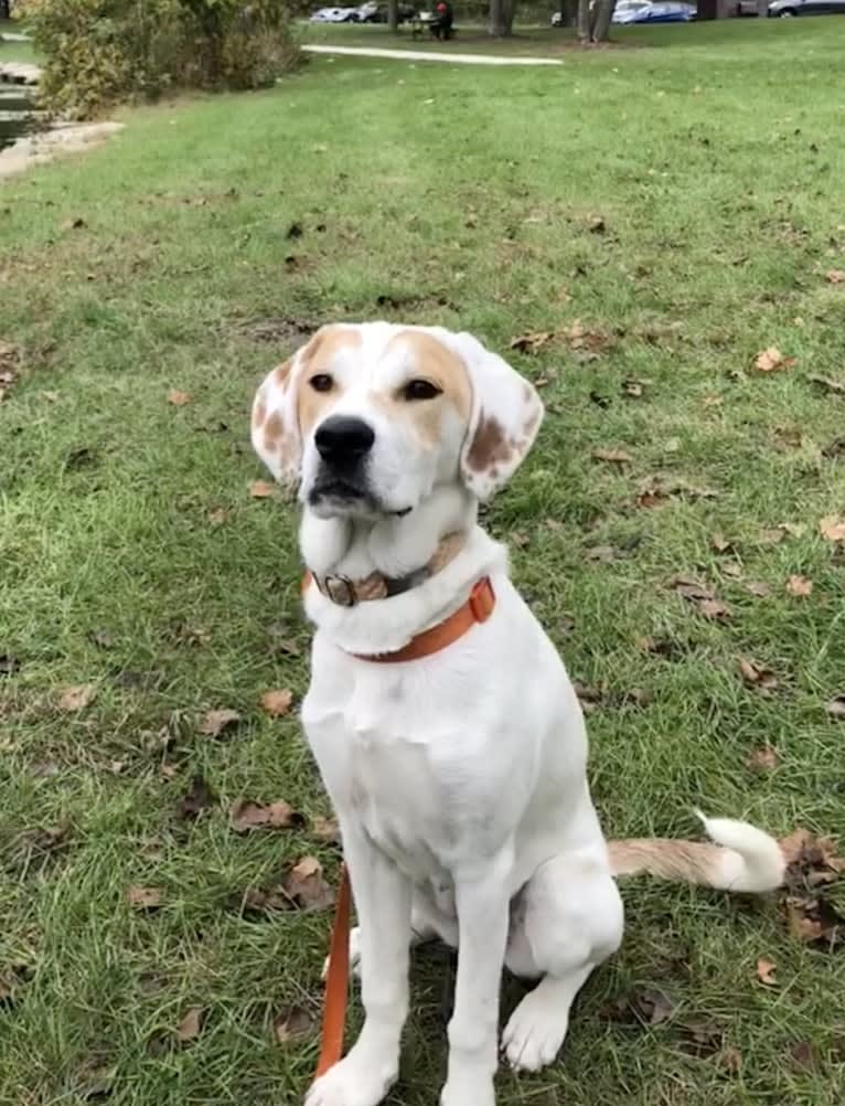 Fiona, a Great Pyrenees and American Pit Bull Terrier mix tested with EmbarkVet.com