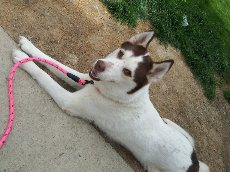 Kyah, a Siberian Husky tested with EmbarkVet.com