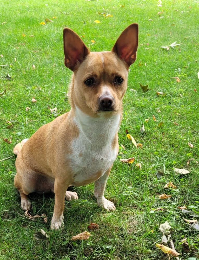 Ocho, a Chihuahua and Australian Cattle Dog mix tested with EmbarkVet.com