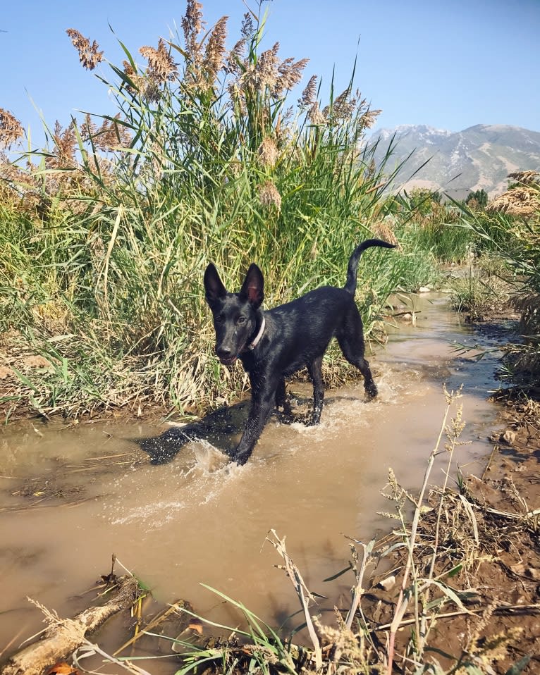 “Merla“ BCC Juniper, an Ibizan Hound and Alaskan Malamute mix tested with EmbarkVet.com