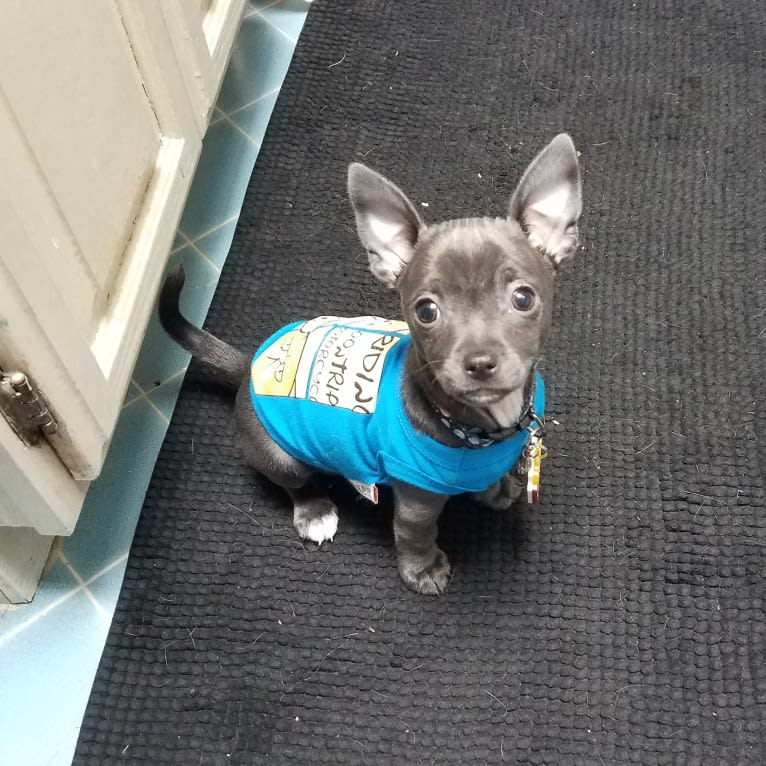 Barry, a Chihuahua and Poodle (Small) mix tested with EmbarkVet.com