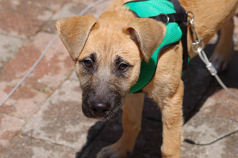 Nikki, a German Shepherd Dog and Chow Chow mix tested with EmbarkVet.com