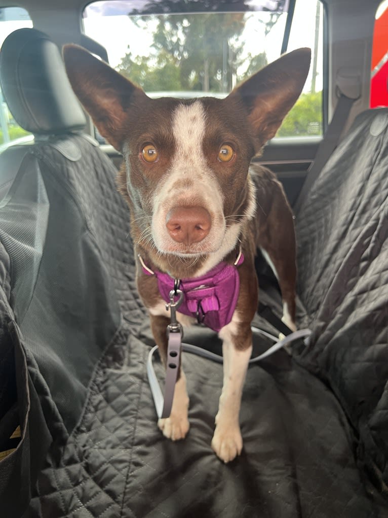 Margo, an Australian Cattle Dog and Border Collie mix tested with EmbarkVet.com