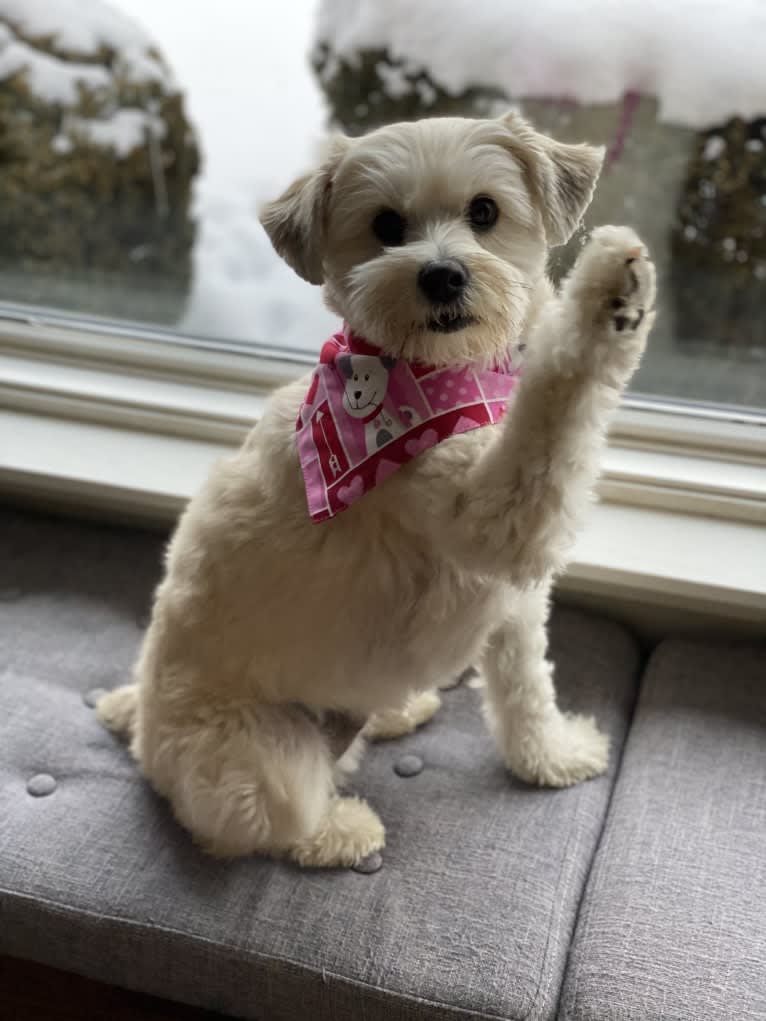 Louis Jay, a Pomeranian and Yorkshire Terrier mix tested with EmbarkVet.com