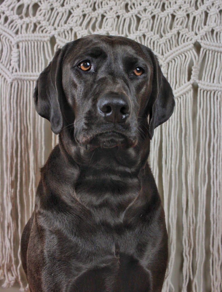 Hazel, a Labrador Retriever and Redbone Coonhound mix tested with EmbarkVet.com