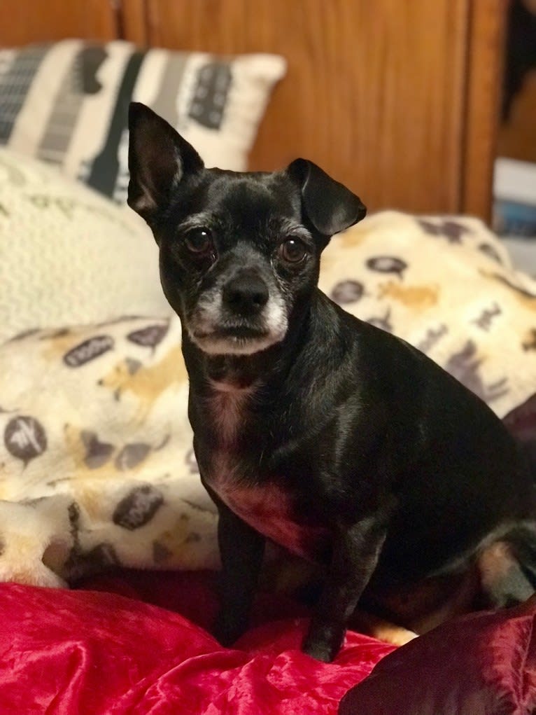 Serena Lorena, a Chihuahua and Pekingese mix tested with EmbarkVet.com