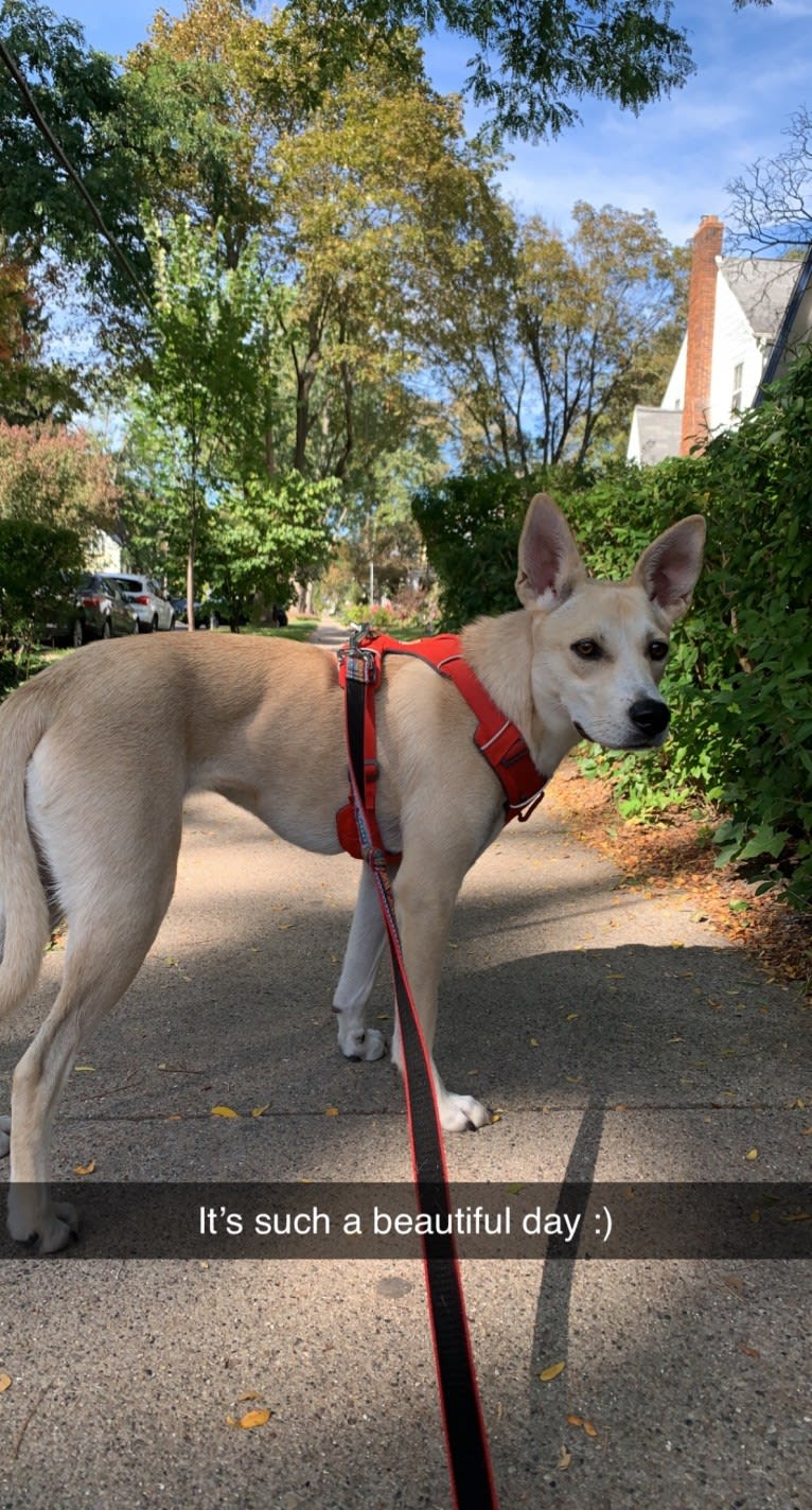 Darwin, a Siberian Husky and Chihuahua mix tested with EmbarkVet.com