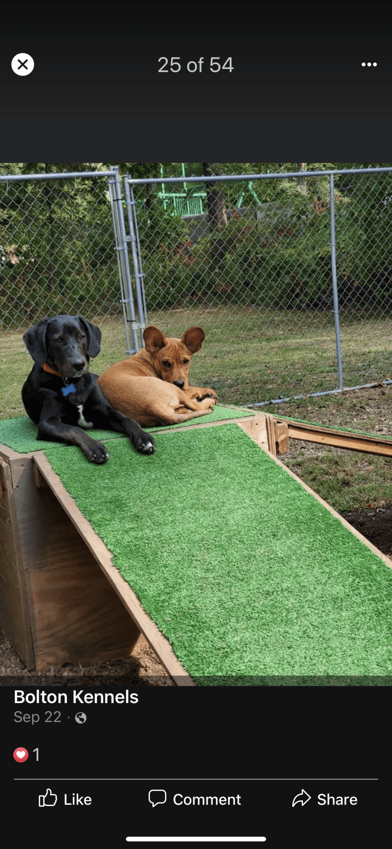 Ollie Milazzo, an American Foxhound and German Shorthaired Pointer mix tested with EmbarkVet.com