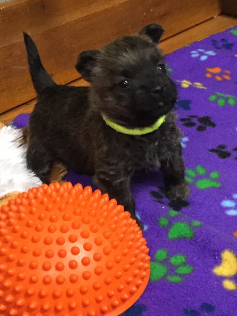 Moxie, a Cairn Terrier tested with EmbarkVet.com
