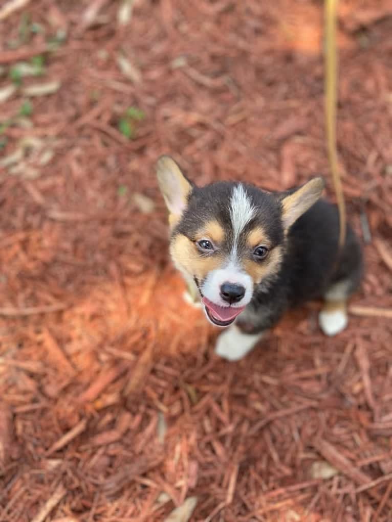 Biscuit, a Pembroke Welsh Corgi and Cardigan Welsh Corgi mix tested with EmbarkVet.com