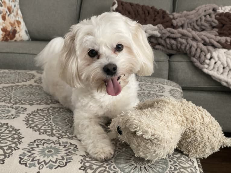 Kimba, a Bichon Frise and Lhasa Apso mix tested with EmbarkVet.com