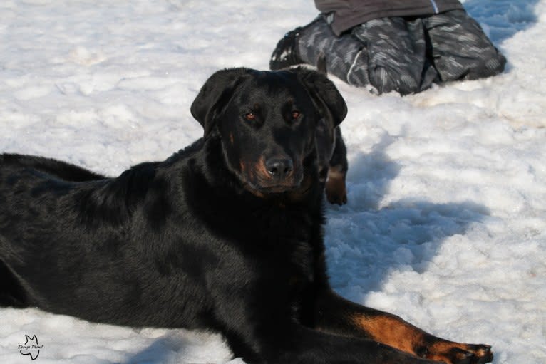Sun, a Beauceron tested with EmbarkVet.com