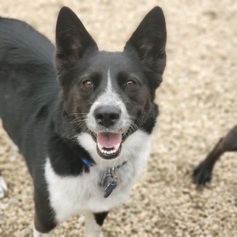 Kaylee, an Australian Cattle Dog and Alaskan Malamute mix tested with EmbarkVet.com