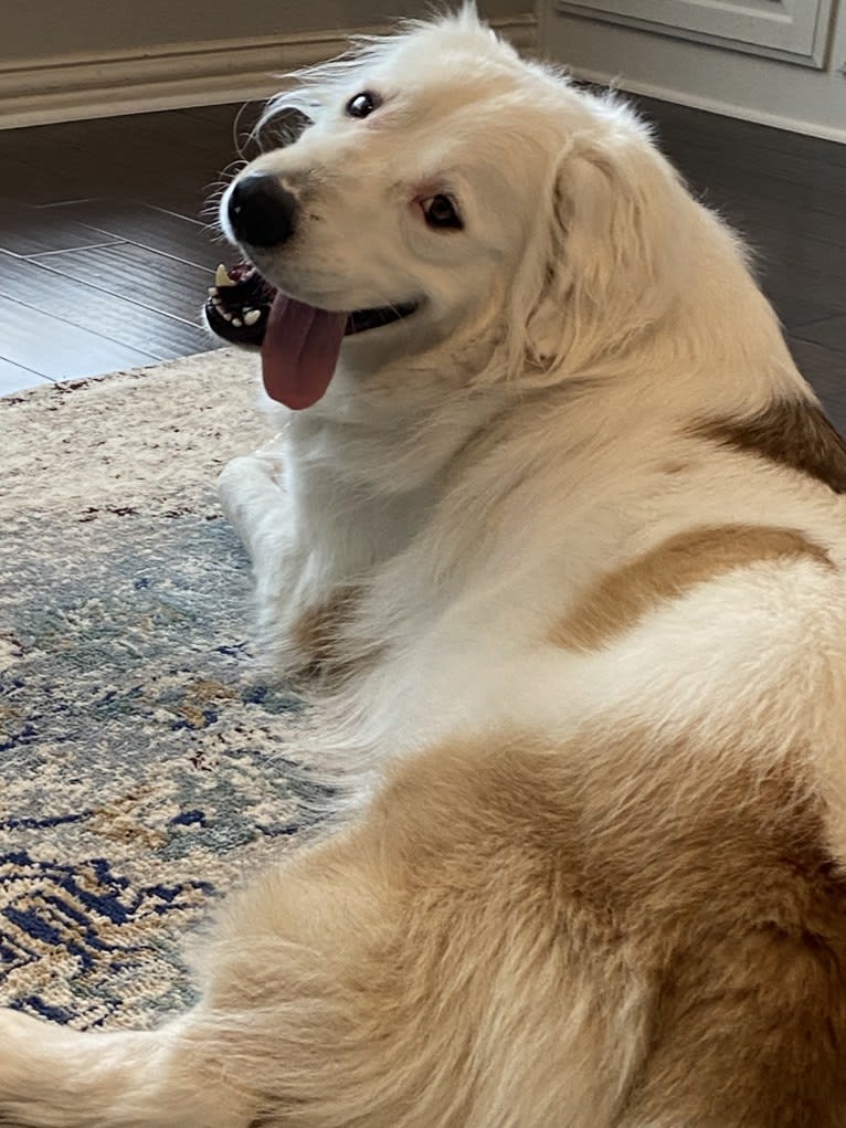 Bear, a Great Pyrenees and Labrador Retriever mix tested with EmbarkVet.com