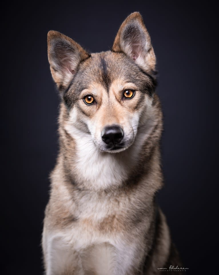 Abby, a Siberian Husky and Saarloos Wolfdog mix tested with EmbarkVet.com