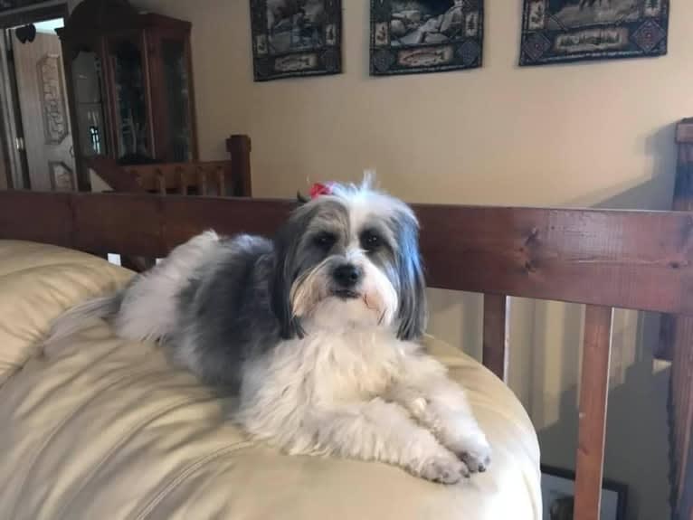 Winham’s “DollyBelle” of Rocky Mountain Cotons, a Coton de Tulear tested with EmbarkVet.com