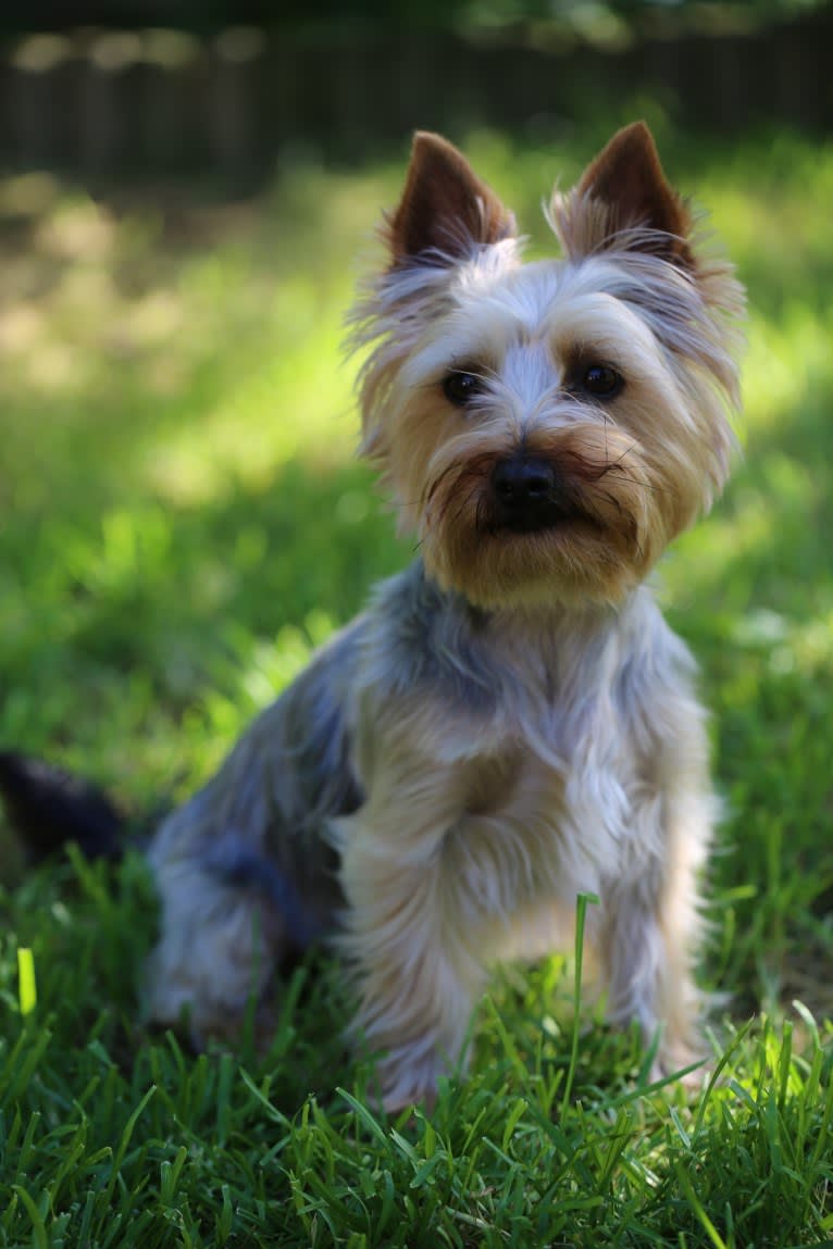 Bangsi, a Silky Terrier tested with EmbarkVet.com