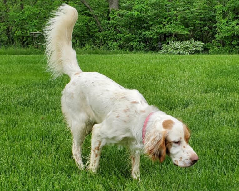 Savvy, a Llewellin Setter tested with EmbarkVet.com