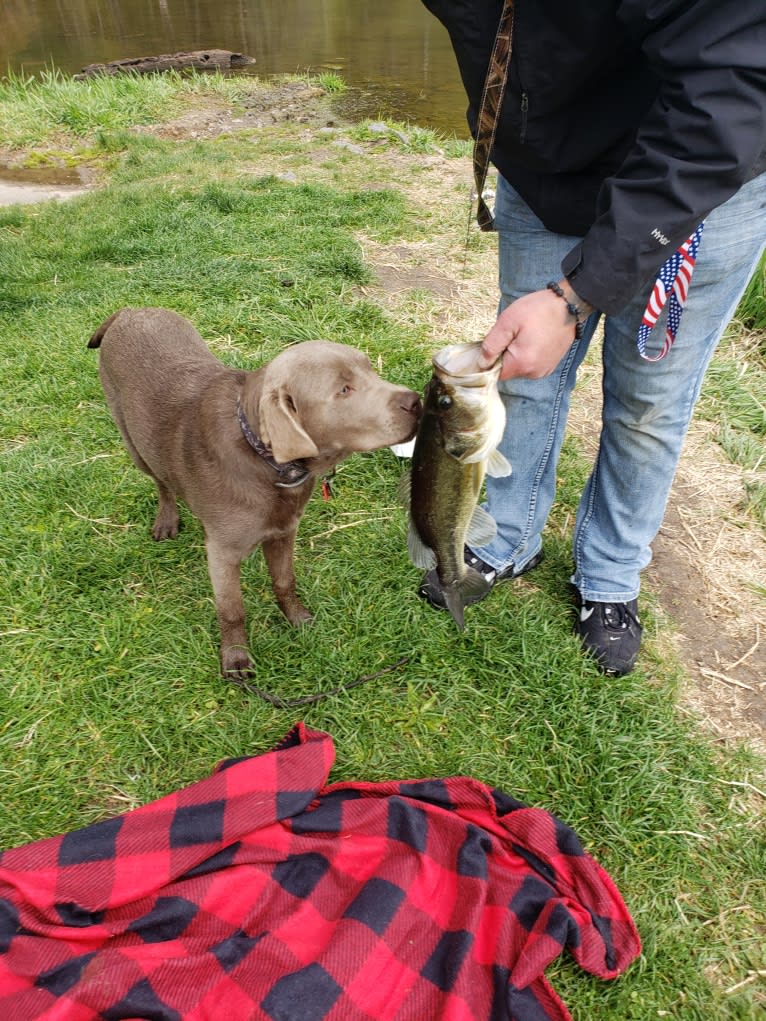 Jordy, a Labrador Retriever tested with EmbarkVet.com