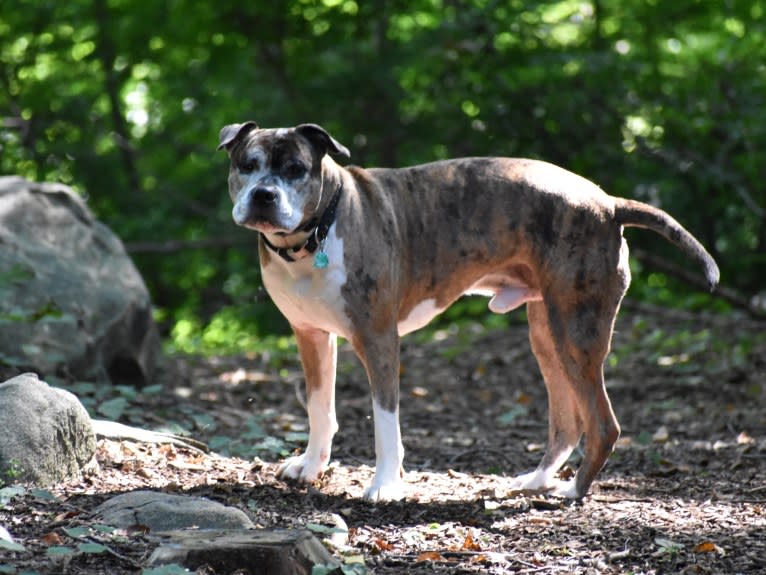 Jackson, an American Pit Bull Terrier and Bulldog mix tested with EmbarkVet.com