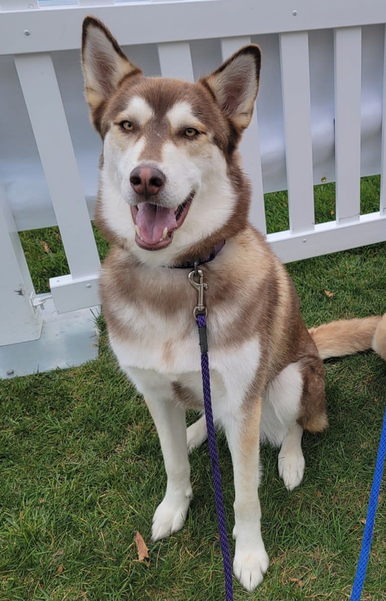 Gambit, a Siberian Husky and Australian Shepherd mix tested with EmbarkVet.com