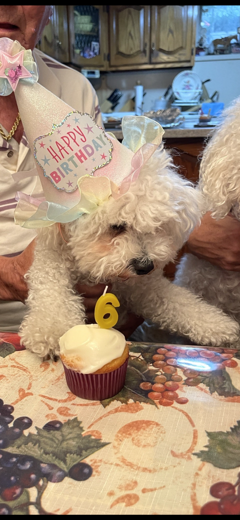 Luna, a Bichon Frise tested with EmbarkVet.com