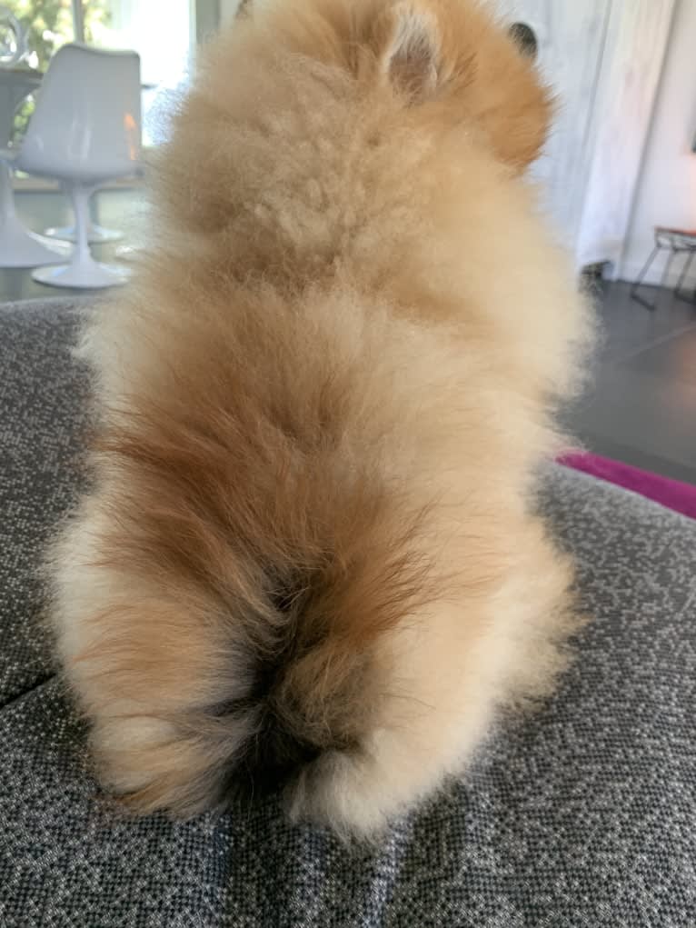 Santino, a Pomeranian tested with EmbarkVet.com