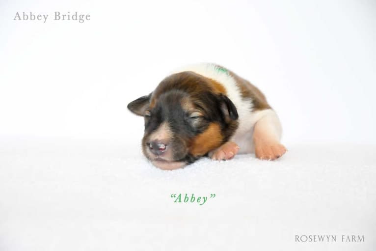 Abbey, a Collie (Scottish-Type) tested with EmbarkVet.com